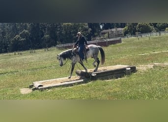 Andalusian, Gelding, 14 years, 14,3 hh, Gray