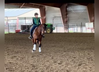 Andalusian, Gelding, 14 years, 15.2 hh, Bay