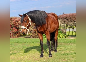 Andalusian, Gelding, 14 years, 15.2 hh, Bay