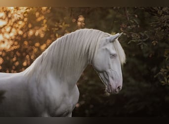 Andalusian, Gelding, 14 years, 15.2 hh, Perlino