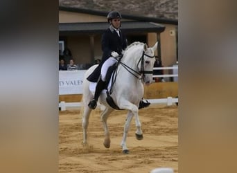 Andalusian, Gelding, 14 years, 16.1 hh, Gray