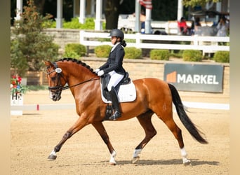 Andalusian, Gelding, 14 years, 16 hh, Brown