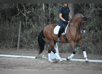 Andalusian, Gelding, 14 years, 16 hh, Brown