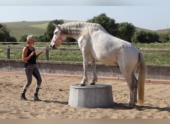 Andalusian, Gelding, 15 years, 14.2 hh, Gray-Dapple