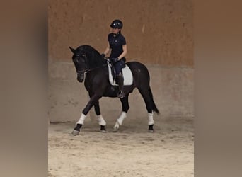 Andalusian Mix, Gelding, 15 years, 15,1 hh, Black