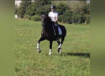 Andalusian Mix, Gelding, 15 years, 15,1 hh, Black