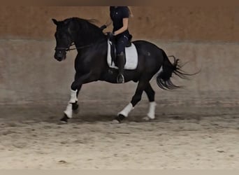 Andalusian Mix, Gelding, 15 years, 15,1 hh, Black