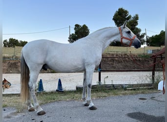 Andalusian, Gelding, 15 years, 15.1 hh, Grey