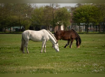 Andalusian Mix, Gelding, 15 years, 15.1 hh, Grey-Fleabitten