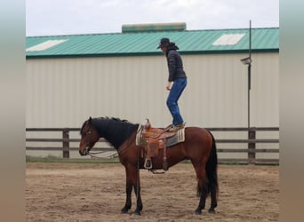 Andalusian, Gelding, 15 years, 15,2 hh, Bay