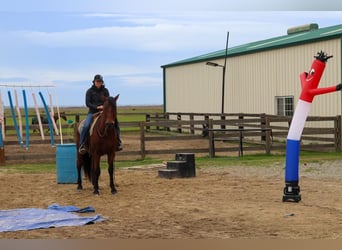 Andalusian, Gelding, 15 years, 15,2 hh, Bay