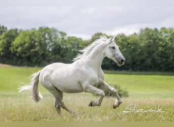 Andalusian, Gelding, 15 years, 15.2 hh, Grey