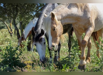 Andalusier, Wallach, 15 Jahre, 15,2 hh, Palomino