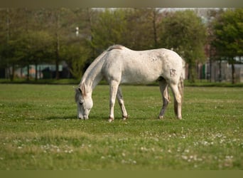 Andalusian Mix, Gelding, 15 years, 15,1 hh, Grey-Fleabitten