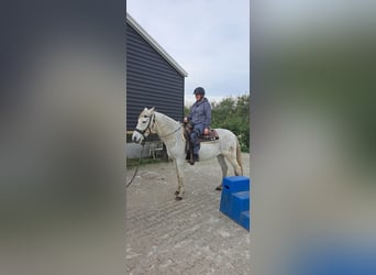 Andalusian Mix, Gelding, 15 years, 15,1 hh, Grey-Fleabitten