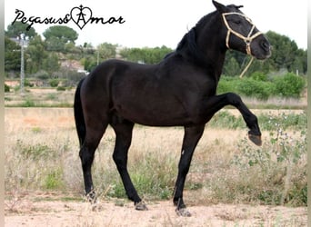 Andalusian, Gelding, 16 years, 14,1 hh, Black