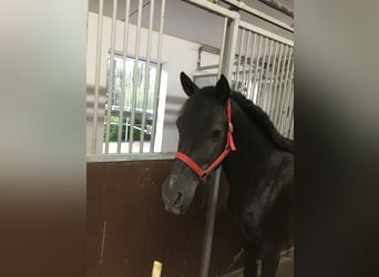 Andalusian, Gelding, 16 years, 14,1 hh, Black