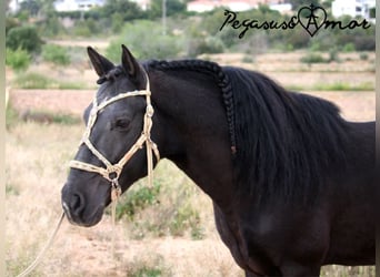 Andalusian, Gelding, 16 years, 14,1 hh, Black