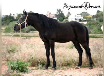 Andalusian, Gelding, 16 years, 14,1 hh, Black