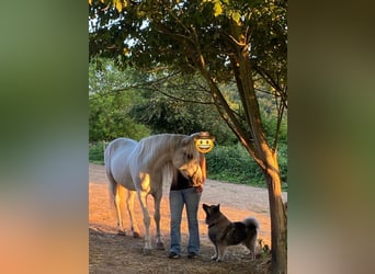Andalusian, Gelding, 16 years, 14,1 hh, Gray
