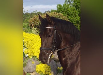 Andalusian, Gelding, 16 years, 15.1 hh, Black