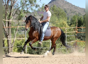 Andalusian Mix, Gelding, 16 years, 15.2 hh, Brown