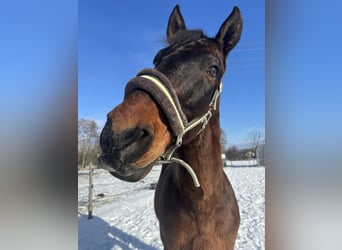 Andalusian, Gelding, 16 years, 15.3 hh, Bay-Dark