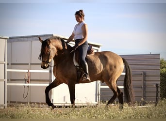Andalusian, Gelding, 16 years, 16.2 hh, Buckskin