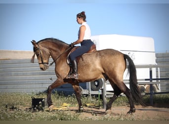 Andalusian, Gelding, 16 years, 16.2 hh, Buckskin