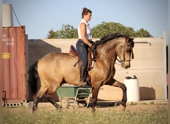 Andalusian, Gelding, 16 years, 16.2 hh, Buckskin