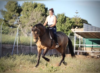 Andalusian, Gelding, 16 years, 16.2 hh, Buckskin