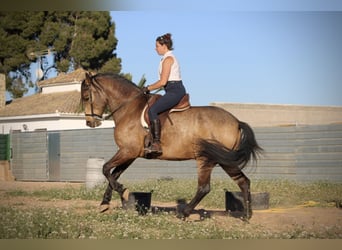 Andalusian, Gelding, 16 years, 16.2 hh, Buckskin