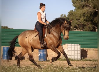 Andalusian, Gelding, 16 years, 16.2 hh, Buckskin