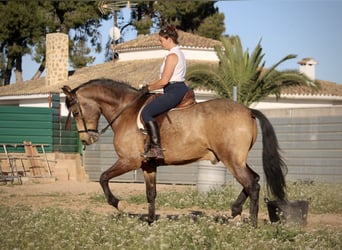 Andalusian, Gelding, 16 years, 16.2 hh, Buckskin
