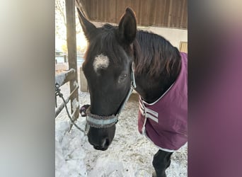 Andalusian, Gelding, 16 years, 16 hh, Black