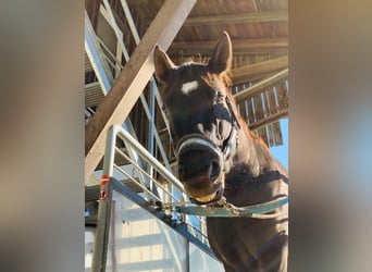 Andalusian, Gelding, 16 years, 16 hh, Black
