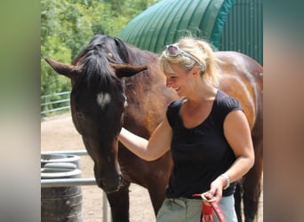 Andalusian, Gelding, 16 years, 16 hh, Black