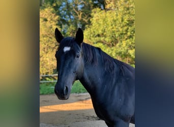 Andalusian, Gelding, 16 years, 16 hh, Black