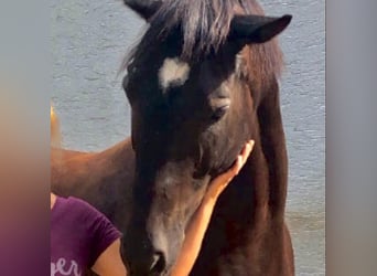 Andalusian, Gelding, 16 years, 16 hh, Black