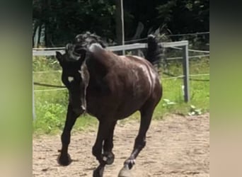 Andalusian, Gelding, 16 years, 16 hh, Black