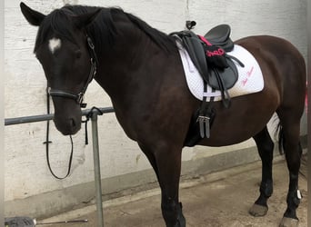Andalusian, Gelding, 16 years, 16 hh, Black