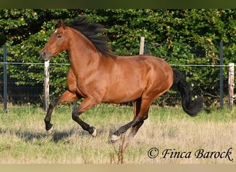 Andalusian, Gelding, 16 years, 16 hh, Brown