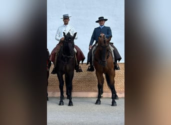 Andalusian Mix, Gelding, 16 years, 16 hh, Brown