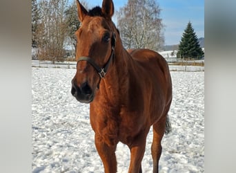 Andalusian Mix, Gelding, 16 years, 16 hh, Brown