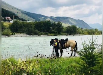 Andalusian, Gelding, 17 years, 15,1 hh, Buckskin
