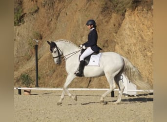 Andalusian, Gelding, 17 years, 16.2 hh, Grey