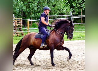 Andalusian, Gelding, 17 years, 16.2 hh, Smoky-Black