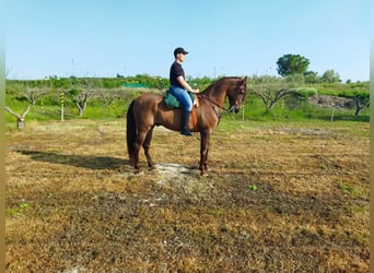 Andalusian Mix, Gelding, 17 years, 16 hh, Brown
