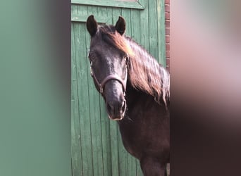 Andalusian, Gelding, 18 years, 15 hh, Bay-Dark