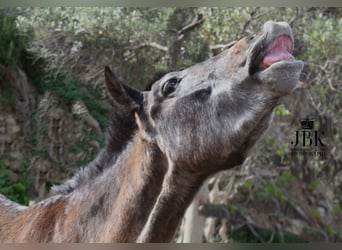 Andalusian, Gelding, 1 year, 14.3 hh, Gray